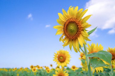 Mavi gökyüzü arka plan ayçiçeği, yakın çekim