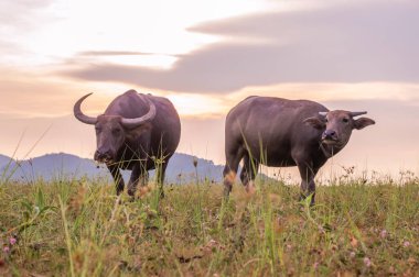 Tayland bufaloları geniş alanda yürüyorlar.