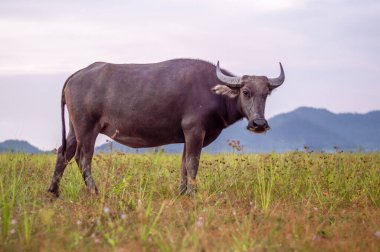 Tayland bufaloları geniş alanda yürüyorlar.