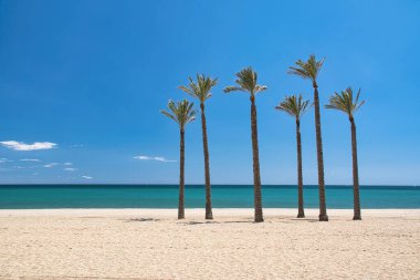 Güneşli bir plajda altı palmiye ağacı ve arka planda mavi deniz.