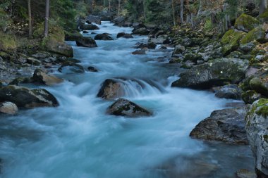 Aceleci dağ nehri ormanda saklanarak akıyor.