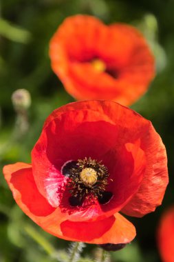 Close-Up haşhaş kırmızı çiçek