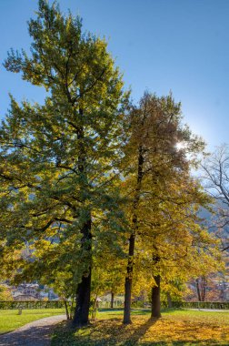 Güneşe karşı aydınlatılmış büyük altın ağaçlar.