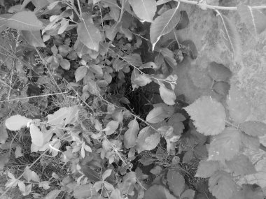 Gri gölgeli - Köprü destekleyici sütunda yoğun bitki örtüsünde yanlış delik. Yerleşim saklanma yeri. Çimenli böğürtlen