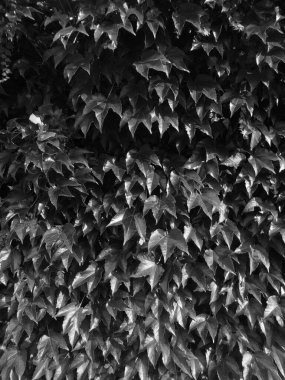 Gri tonlu - Yeşil yaprak duvarı, sarmaşık bitkisi duvar kağıdı şablonu, 124 numaralı güneş altında yeşil yapraklarla kaplanmış duvar, bitki yaşamı duvarı ele geçiriyor.