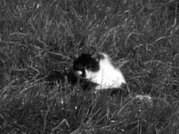模糊的图像 在阳光明媚的夏日里 黑白相间的猫在一片清澈的深绿色草地上悠闲自在地在山上的草地上 面对着相机 — 图库照片