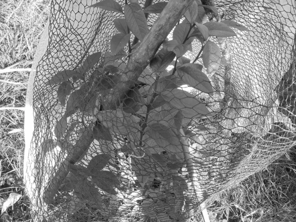 复古图像 年轻的蓝莓灌木在厚厚的网的保护下 从饥饿的动物身上变红 — 图库照片