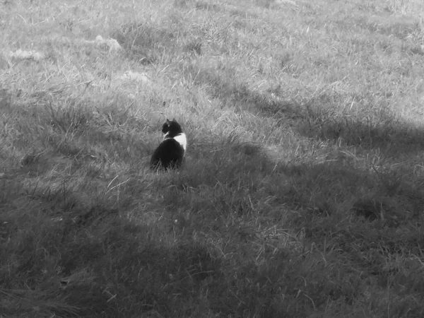 A semiwild cat with black and white color sitting at the edge of a tree shadow on the meadow in the grass, looking away, probably noticing a prey or a danger.