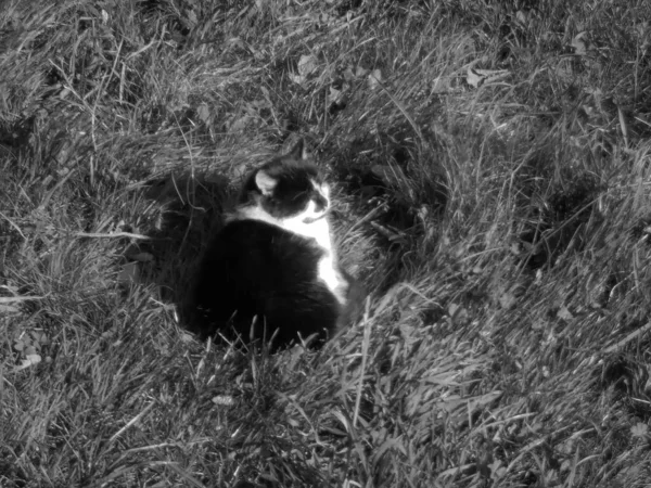 Relaxing cat with black and white fur sitting comfortably on the meadow in the green grass, enjoying warm autumn sunlight.