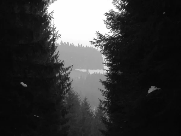 회색의 이미지 가문비나무와 눈덮인 눈덮인 보이는 — 스톡 사진
