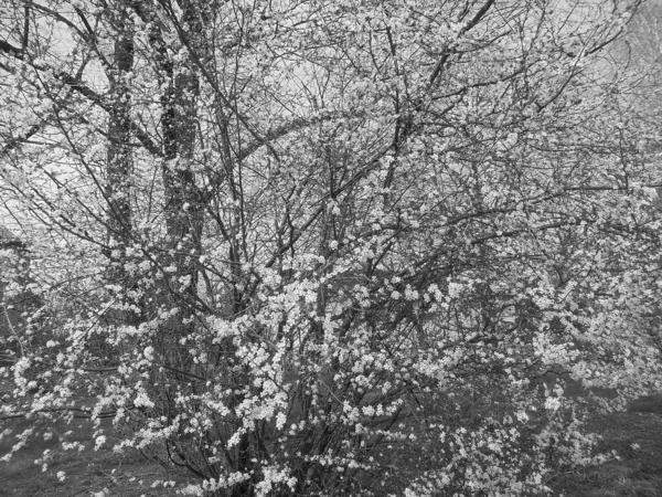 Retro Image Wiosenna Scena Duży Gęsty Dziki Krzew Wiśni Licznymi — Zdjęcie stockowe