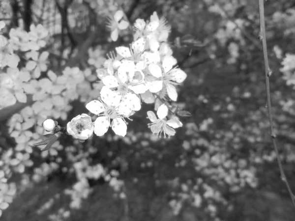 Grå Skugga Naturscener Vita Blommor Vilda Körsbär Träd Detalj Signalerar — Stockfoto