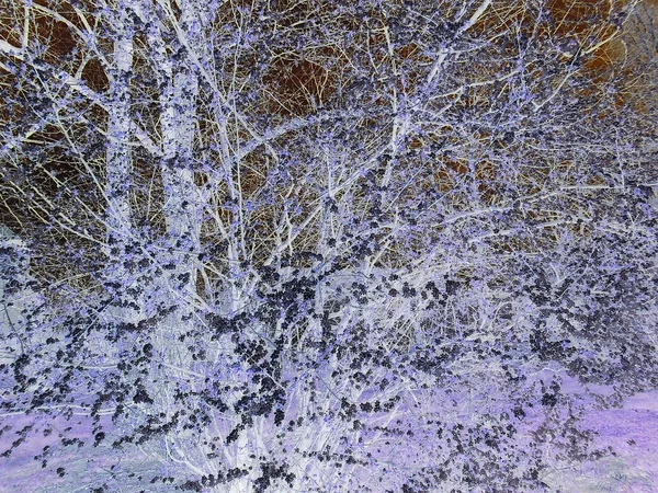 Odwrócone Kolory Scena Wiosenna Duży Gęsty Dziki Krzew Wiśni Licznymi — Zdjęcie stockowe