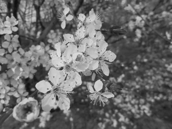 灰色阴影 美丽的白花野生樱花在美丽的阳光普照的春景下 — 图库照片