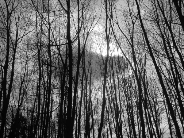 Graustufenbild Schöne Szene Der Winternatur Die Dunkle Wolken Zeigt Die — Stockfoto