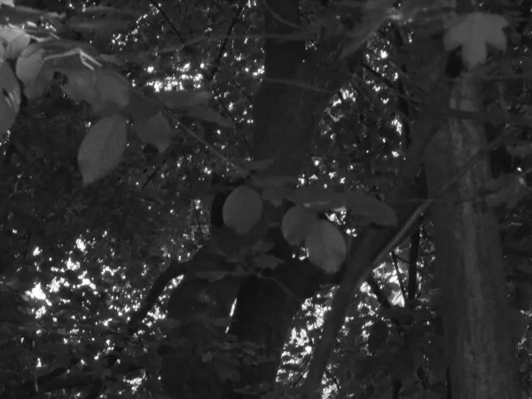 Szary Obraz Obraz Gęstego Wierzchołka Drzewa Ciemny Lekko Rozmazany Zakrywający — Zdjęcie stockowe
