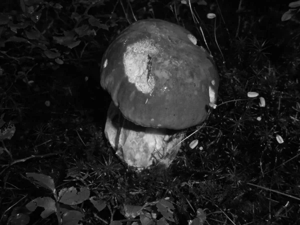 黑白照片 在深绿色苔藓和矮树丛中生长的可食蘑菇鼠 头戴被咬的帽子 — 图库照片