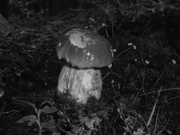 Greyscaled Image Shiny Brown Fungus Very Delicious Growing Night Mossy — стоковое фото