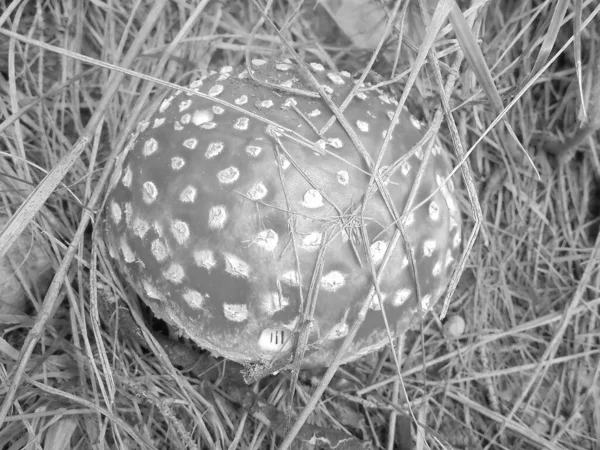 灰色阴影 生长在干草中的圆圆的 明亮的红苍蝇蘑菇 秋天草地上有白色斑点的危险毒菌 详细场景 — 图库照片