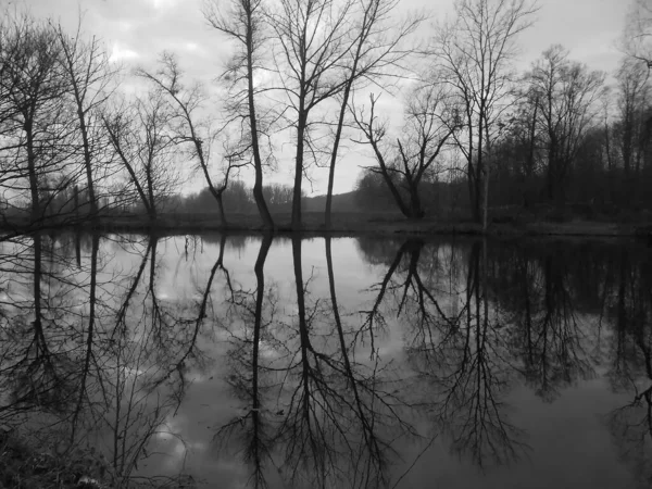 눈없는 비스코 연못에서 부분적으로 어렴풋이 반사되는 나무와 — 스톡 사진