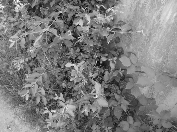 复古图像 桥支撑柱处密集的植被地理上的隐藏处黑莓灌木与草 — 图库照片
