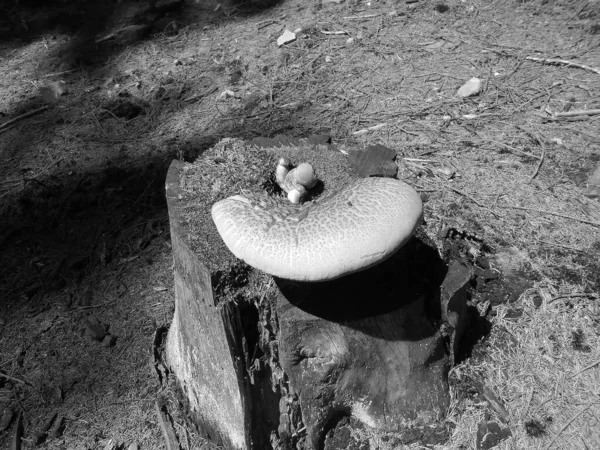 复古图像 对一株生有淡菌的云杉树老腐烂树桩的远景规划 在针叶树的剩余部分上生长着不正常的真菌 — 图库照片