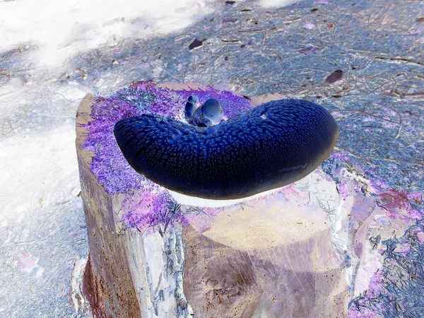이미지 가까이 크기의 버섯에 그루터기 — 스톡 사진