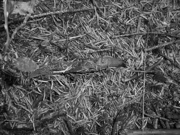 Černobílý Obraz Modrý Slimák Lesní Půdě Horní Pohled Bezobratlý Organismus — Stock fotografie