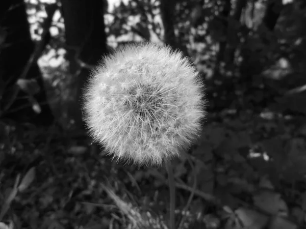 Greyscaled Image Dandelion Preparing Shed Seeds Close View Spring Flower — 스톡 사진