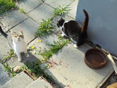 Bir çift kedi kaldırımda, biri kaldırıma bakıyor, diğeri de kameraya bakıyor.