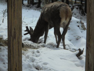 Çek Cumhuriyeti 'nin Bila köyündeki oyun sahasından bir kış sahnesi: boynuzları büyüyen yavru geyik yiyecek ot bulmak için karı kazıyor.