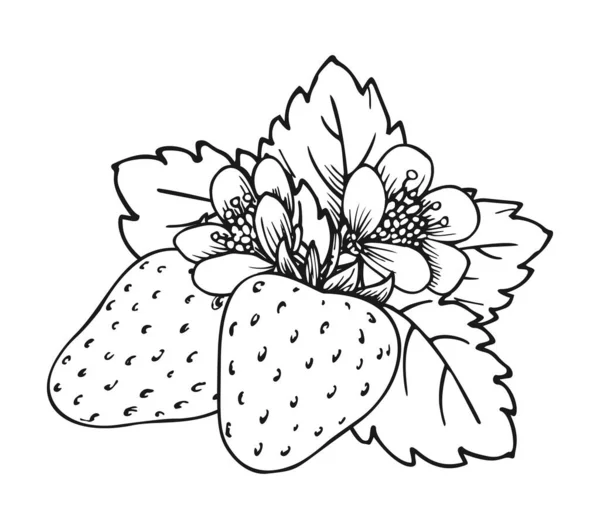 Strawberry Blooming Bush Closeup Hand Drawn Coloring Book Page Two — Stock Vector