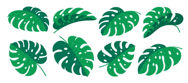 モンステラの葉のフラット漫画セット 概要熱帯エキゾチックな植物緑の夏のハワイのジャングルの森の葉 パラダイスフラワーブランチファブリックデザイン要素 白色に孤立した単個のピロデンドロンの葉 — ストックベクタ
