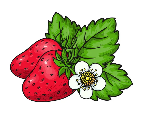 Paar Erdbeeren Mit Blüten Und Grünen Blättern Handgezeichnet Isoliert Auf — Stockvektor