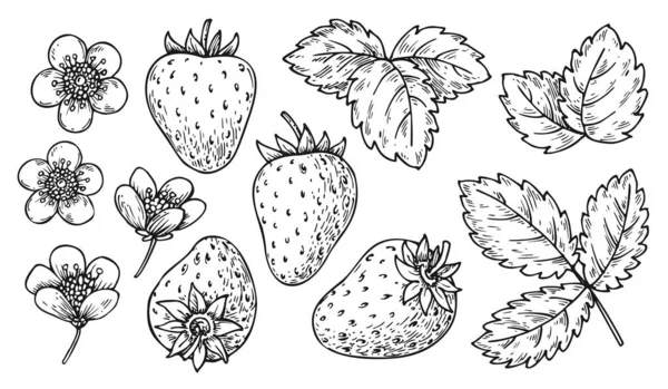 Aardbeienlijn Klaar Zwarte Witte Bessen Bladeren Bloemen Cartoon Met Hand — Stockvector
