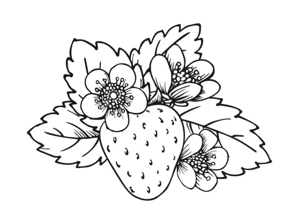 Ціла Дозріла Сторінка Книжки Розмальовка Полуниця Цвітіння Куща Окремими Ягідними — стоковий вектор
