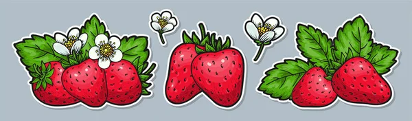 Rote Erdbeer Etiketten Ganze Reife Beeren Mit Blättern Und Blütenblüten — Stockvektor