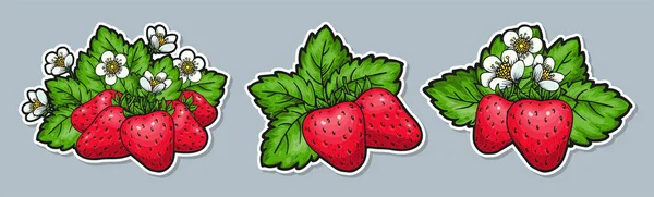 Strawberry Handgezeichneter Aufkleber Set Ganze Rote Beeren Hinterlassen Blüten Gesunde — Stockvektor