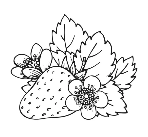 Ціла Дозріла Сторінка Книжки Розмальовка Полуниця Цвітіння Куща Окремими Ягідними — стоковий вектор