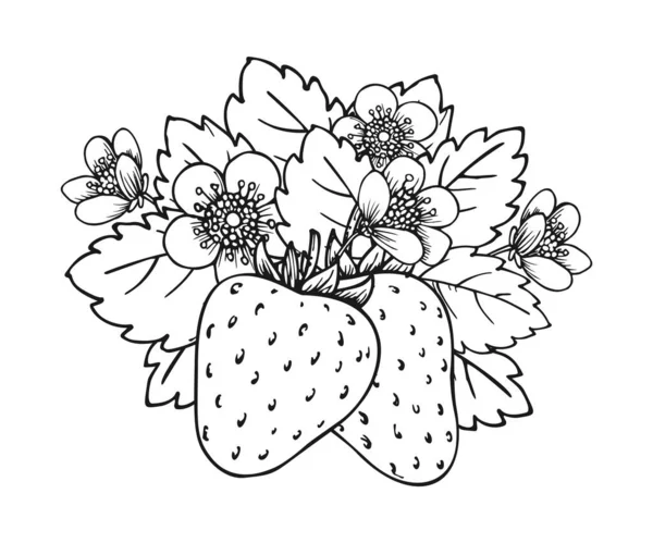 Клубничный Цветущий Набросок Крупным Планом Две Спелые Ягоды Цветущими Цветами — стоковый вектор