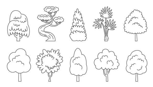 Boom Lijn Pictogram Ingesteld Spruce Esdoorn Palmsequoia Arboretum Kleurboek Eco — Stockvector