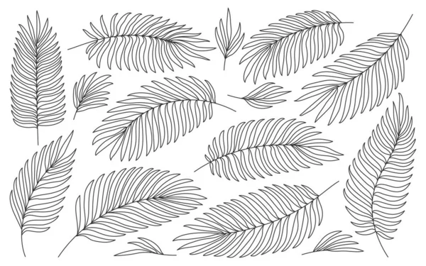 Tropische Palm Zwarte Lijn Bladeren Geïsoleerd Wit Handgetekende Tropisch Jungle — Stockvector