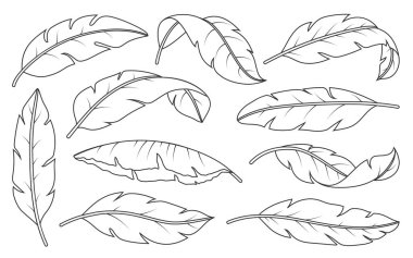 Tropikal yaprak doğrusal kümesi. Doğal egzotik botanik yaprak boyama kitabı sayfası. Hawaii ormanı yaz bitkileri ana hatları. Muz palmiyesi yaprakları moda ambalajları, düğün kartları için.