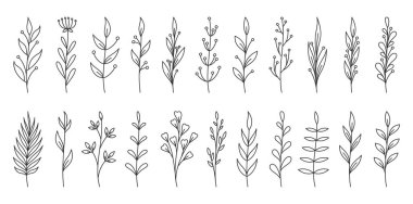 El çizimi botanik siyah çizgisi, dallar, yapraklar, minimum çiçek elementleri. Hassas saplar, düğün davetiyeleri, ambalajlar, posterler, sosyal medya grafikleri için soyut organik yapraklar.