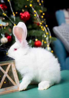 Büyük kulakları olan sevimli beyaz tavşan Noel arkaplanında