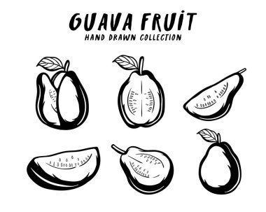 Beyaz arkaplanda Guava meyveli el çizimi kavramı