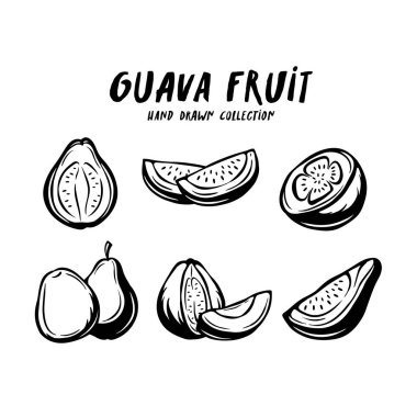 Guava fruit hand drawn concept on white background clipart