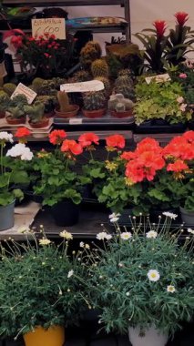 Flower market. horticulture. Flower Shop. greenhouse. close-up. variety of indoor flowers in pots. geraniums, cacti and others. plants in gardening supplies store.
