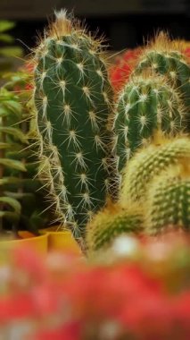 Cacti. succulents. houseplants. close-up. flower market. Flower Shop. greenhouse. horticulture. various potted succulents of different shapes and sizes in gardening supplies store.