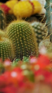 Kaktüs. Lezzetli. Çiçekler. Yakın plan. Çiçek pazarı. Çiçekçi. Sera. Bahçecilik. Bahçe malzemeleri deposunda değişik şekil ve boyutlarda çeşitli saksılar var..